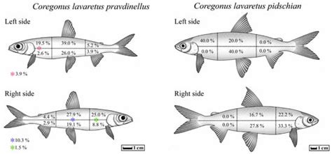 Metapopulation Structure of Two Species of Pikeworm (Triaenophorus ...