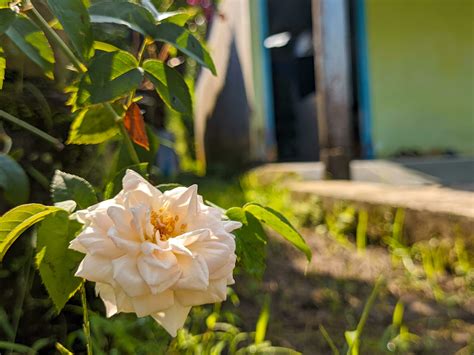 A close up of Rosa chinensis flower. known commonly as the China rose ...