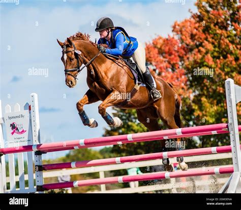 Equestrian competition photos including hunter jumper and cross country ...