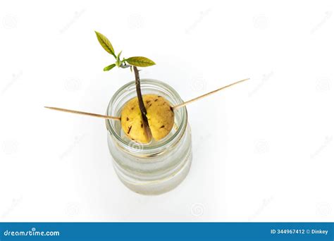 Avocado Seed Sprouting in Water with a Growing Stem and Leaves ...