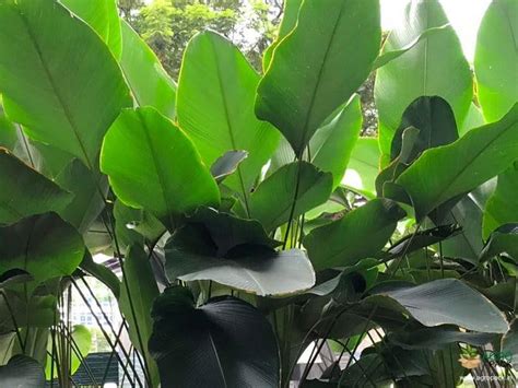 Creative Farmer Marantha Lutea - Calathea Lutea: Easy-To-Care Indoor ...