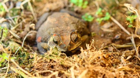 Image result for Common Toad Eating