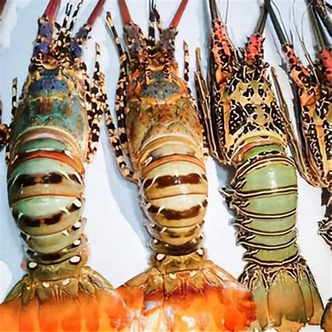 Vannamei Prawn Manufacturers and Suppliers from Baleshwar