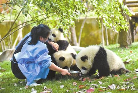 【招聘】招聘大熊猫饲养员，栾川竹海野生动物园邀您加入 - 竹海野生动物园