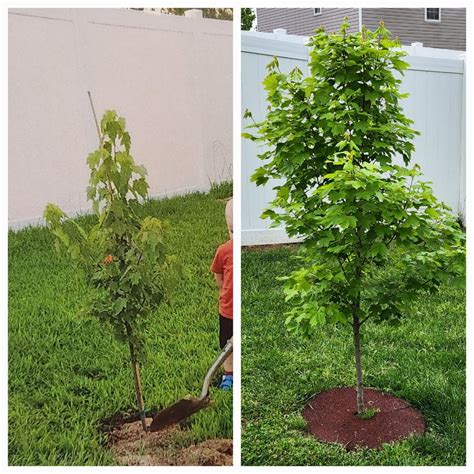 Red Maple Fast Growing 的图像结果