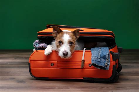 How to Fly Internationally With Your Pet: From Airline Rules to ...