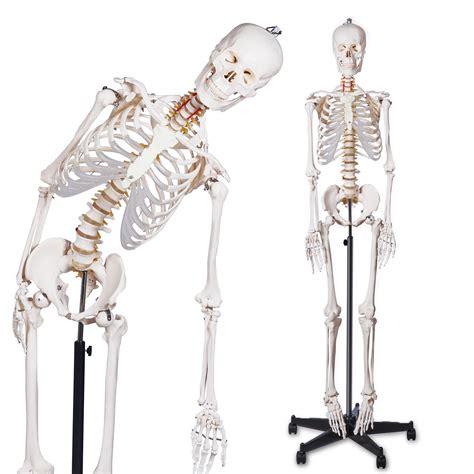 Image result for Model of Skeleton