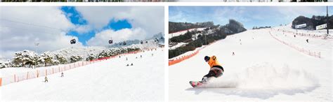 Nami Island and Daemyung Resort Vivaldi Park Ski World Day Tour from ...
