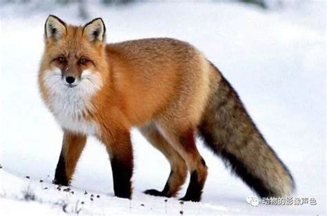 你知道世界上有多少种赤狐吗？表示这个家族有点大