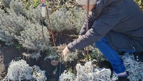 Обрезка Лаванды. Что обязательно нужно делать с лавандой весной ...