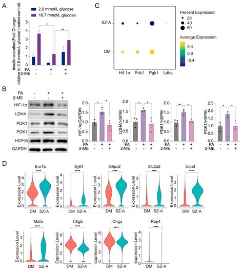 Ramulus Mori (Sangzhi) Alkaloids Improve Pancreatic β-Cell Function ...