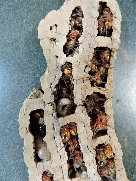 How To Prevent Mud Daubers From Building Nests at Alyssa Corrie blog