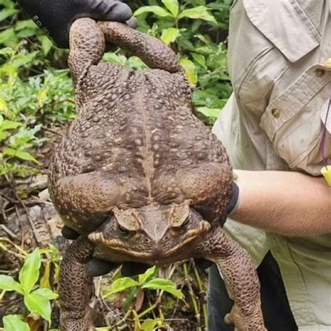 This is a cane toad and they don't usually come in this size! It was found in Conway National ...