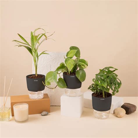 KYARI Areca Palm-Money variegated-Broken Heart Combo of 3 Indoor Plants ...