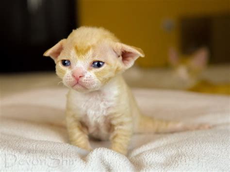 Devon Rex For Sale Ireland at Elizabeth Wilkerson blog