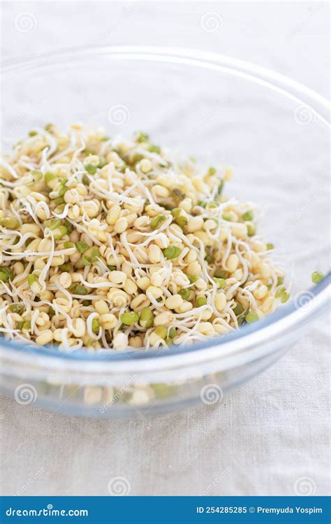 Homemade Mung Bean or Green Bean Sprout in Bowl Stock Image - Image of ...
