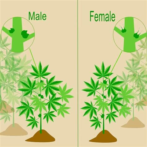 What is a Male Weed Plant? Identify Male vs Female Cannabis