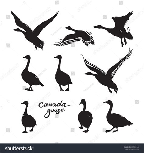 474 Canada Goose Silhouette Isolated Images, Stock Photos & Vectors | Shutterstock