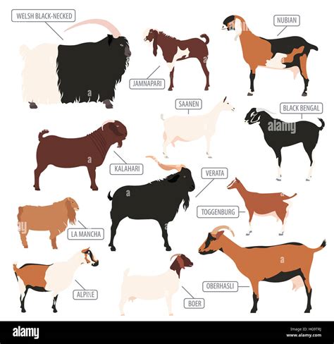 Goat Breeds - Facts, Types, And Pictures | Raising Farm Animals, Goats ...
