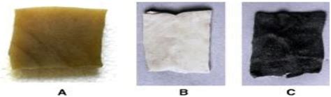 Biology | Special Issue : Polar Microbiology: Recent Advances and ...