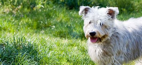 Glen Of Imaal Terrier Black