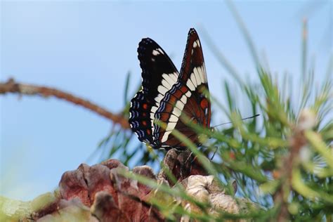 Canon EOS 550D (EOS Rebel T2i / EOS Kiss X4) sample photo - 4kOY0pcVWJ ...