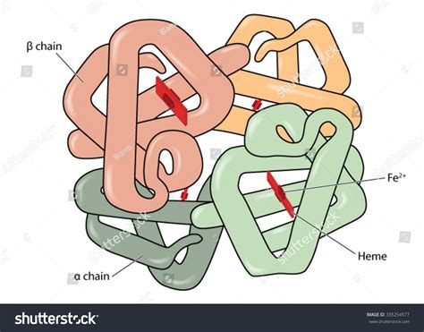 Image result for Complex Structure of Haemoglobin