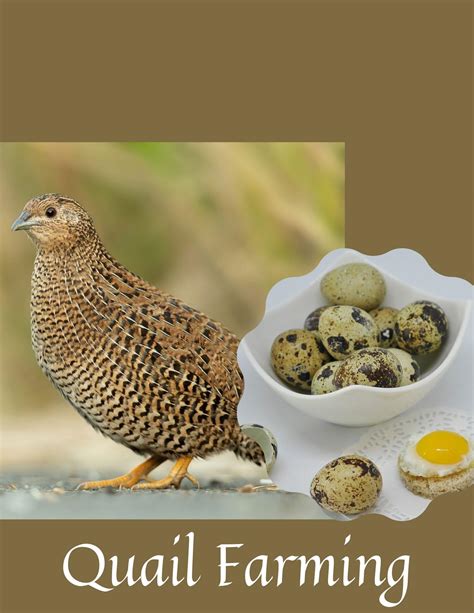 The Beginner’s Guide To Starting A Quail Farm From Scratch