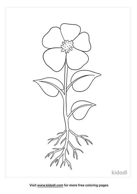Coloring Roots Flower Monocot Dicot Stem Monocots Dicots Drawing ...