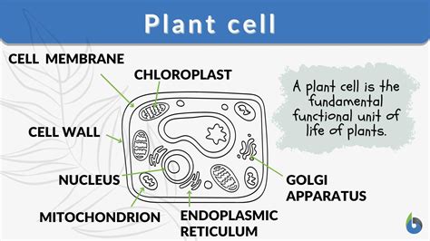Plant cell - Definition and Examples - Biology Online Dictionary