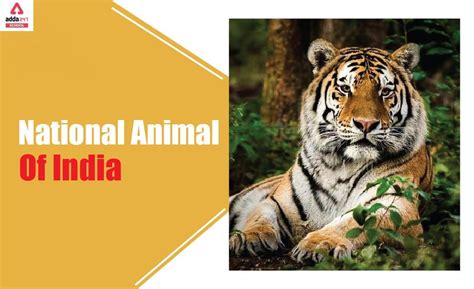 National Animal of India- Indian National Animal Tiger