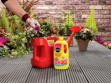 A guide to ericaceous plants and soil type | Love The Garden