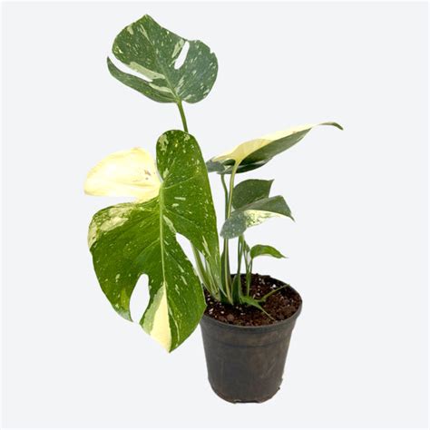 Orchid-tree | Premium Quality Orchids Plants Online India – Orchid-Tree