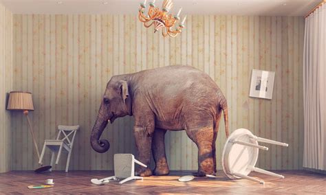Image result for Elephant Problem Solving