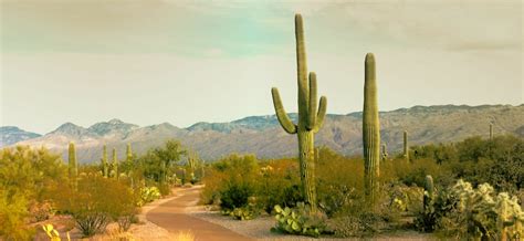 10 Interesting Facts About the Sonoran Desert