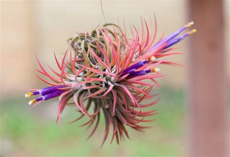 Types of Air Plant Blooms | Air Plant Source - Air Plant Design Studio