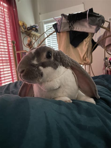 wake up call! : r/Rabbits