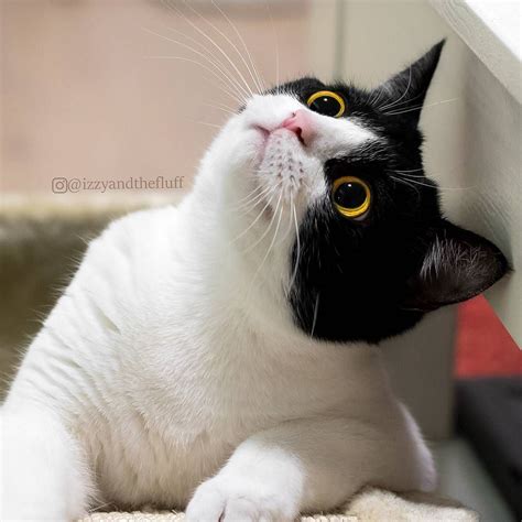 Tilted Head Cat 14 Reasons Why Your Cat Shakes Their Head & When To