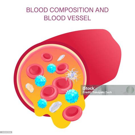 Blood Composition And Vessel Vector Medical Illustration Of Red And White Blood Cells Platelets ...