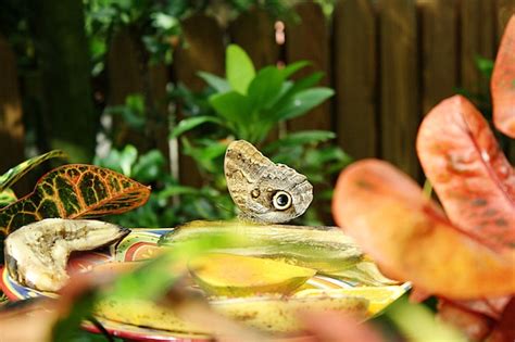 Image result for Table Leg Butterfly