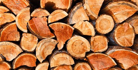 Image result for Hackberry Tree Uses