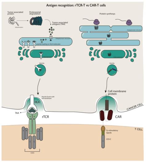 Gene Augmentation and Editing to Improve TCR Engineered T Cell Therapy ...