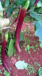 Trothic Gardens Heirloom Rare Vegetable Seeds - Vengeri Brinjal ...