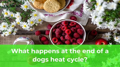 What happens at the end of a dogs heat cycle - Alstoe UK
