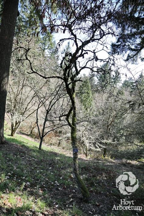 Cercis canadensis - eastern redbud | Hoyt Arboretum, Portland, Oregon, USA