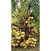 LushGreen High Yield Dwarf Rare Coconut" Yellow Malayan" Live Plant ...