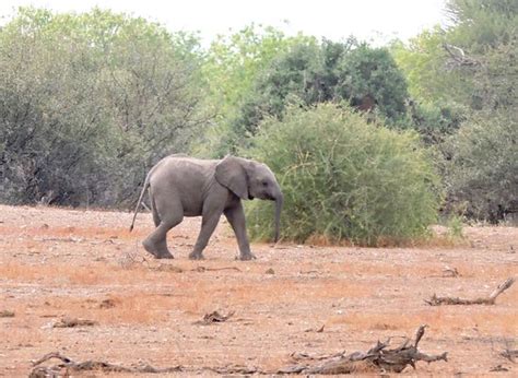 CHENO TRAVEL & SAFARI TOUR (Mashatu Game Reserve) - What to Know Before ...