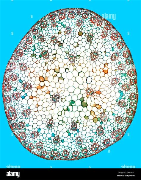 Zea Root Cross Section