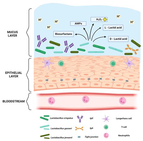 Vaginal Microbiota And The Potential Of Lactobacillus, 48% OFF