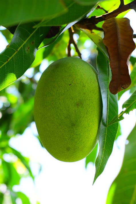 Amarapali Mango, mangoes online, mango, buy mangoes online India ...